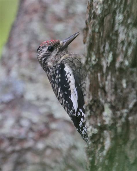 Any of a genus (sphyrapicus) of american woodpeckers that often drill holes in trees for the sap and the insects the sap attracts … english world dictionary. Yellow-bellied Sapsucker photos | Birdspix