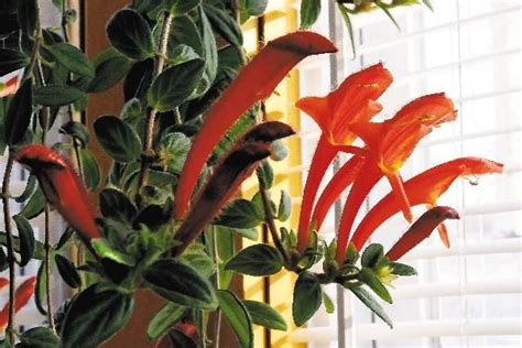 Dolphin Plant Offers Spectacular Blooms Local News