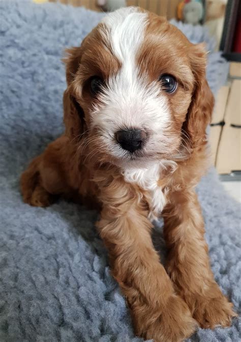 Visit us now to find your cavapoo breeders. F1 cavapoo puppies **Now for reserve** | Neath, Neath Port ...