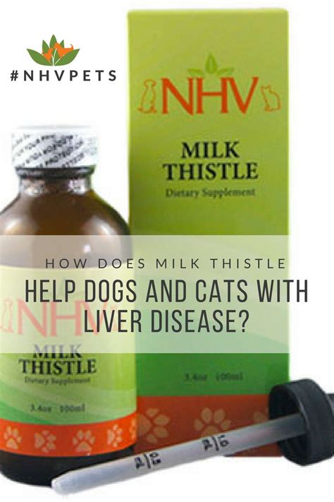 The active constituents in feline milk thistle are known as silymarins. Dr. Hillary cook explains how Milk Thistle can help cats ...