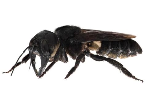 Wallace’s Giant Bee Disappeared For More Than A Century Now It’s Back