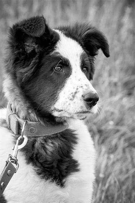 Black And White Close Up Portrait Of A Young Dog Stock Photo Image Of