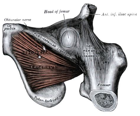 Anatomy Illustrations Obturator Externus Human Anatomy
