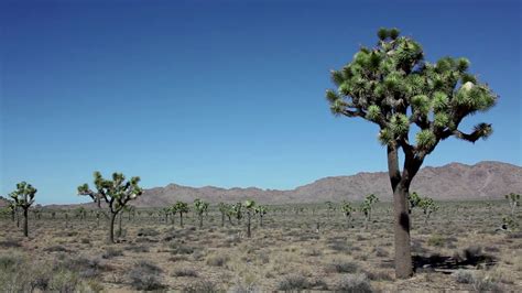 View Of Joshua Tree National Park Mojave Desert