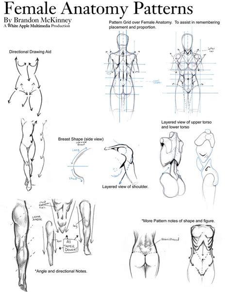 Anime Female Anatomy Female Anatomy Patterns Snigom On Deviantart Anatomy Drawing Female
