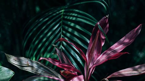 Tropical Leaf Wallpapers 28 Images Nature Category