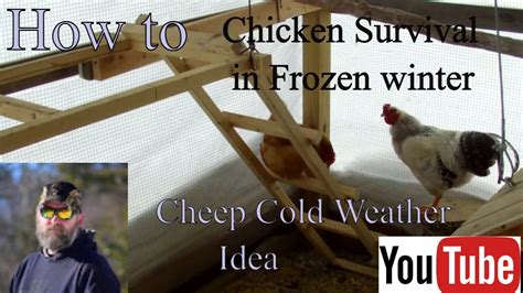 Chicken Survival in Frozen winter in Northern Wisconsin| Great Cold