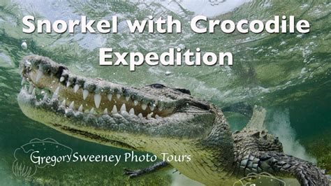 Snorkel With American Crocodiles At Banco Chinchorro Mexico Youtube