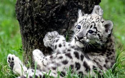 Snow Leopard Desktop