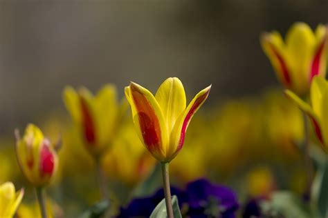 Tulpen Natur Blume · Kostenloses Foto Auf Pixabay