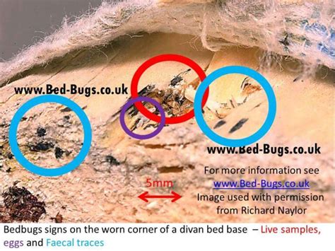 Signs Of Bed Bugs How To Know If You Have Bed Bugs