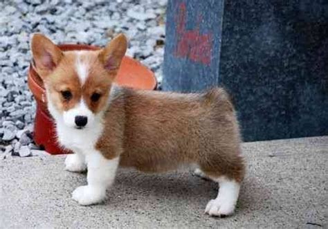 Written health guarantees and shipping available! PEMBROKE WELSH CORGI PUPPIES FOR SALE TODAY AUSTIN For ...