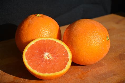 Naturehills.com has been visited by 10k+ users in the past month Cara Cara Navel Orange (Citrus sinensis 'Cara Cara') in ...
