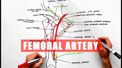 Femoral Artery And Its Branches Anatomy Tutorial Youtube