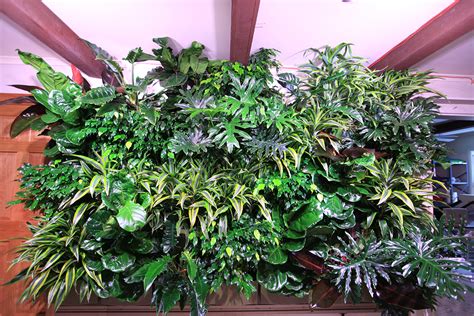 Broad Leaved Tropicals In Green Wall Livewall Green Wall System