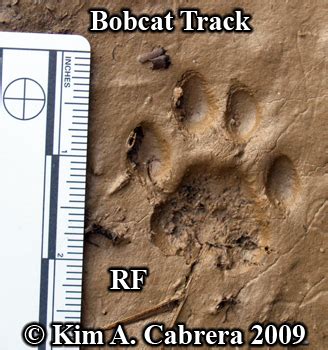 A wonderful left front bobcat track. Animal Tracks - Bobcat Track Photos (Felis rufus or Lynx rufus) Page 5