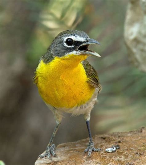 Yellow Breasted Chat By Gary1844 Via Flickr Bird  Song Bird Love