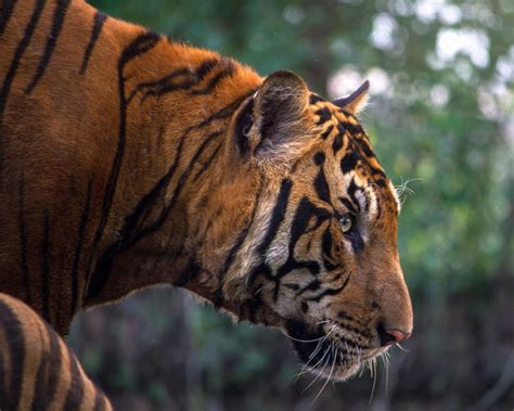 Free Stock Photo Of Bengal Tiger Closeup Download Free Images And