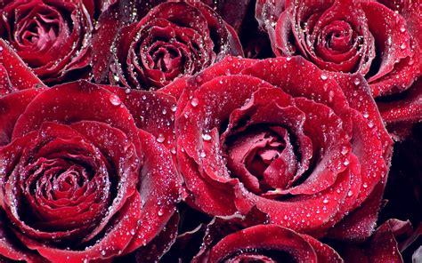 Hdmax Czerwone Róże Tapety Kwiaty Hd