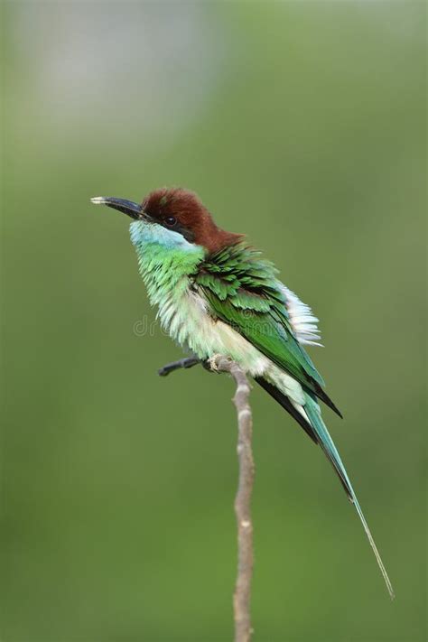 Funny Bird In Shaking Action While Perching On Thin Branch Among Green