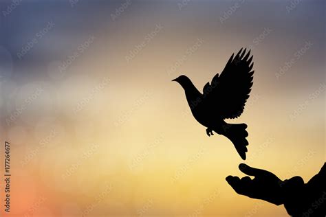 Silhouette Hand Man Release Bird To Fly With The Birds Freely Bird Fly