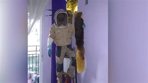 80 000 Bees Found In Wall Of Spanish Couple S Bedroom
