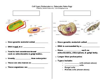 Prokaryote And Eukaryote Cells Worksheet