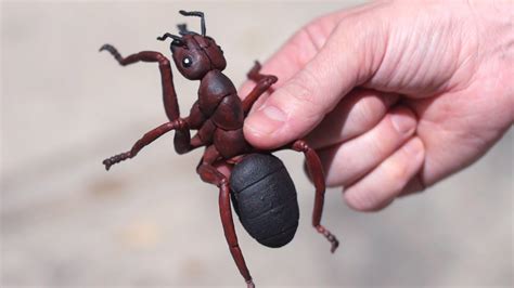Huge Venomous Ant Youtube