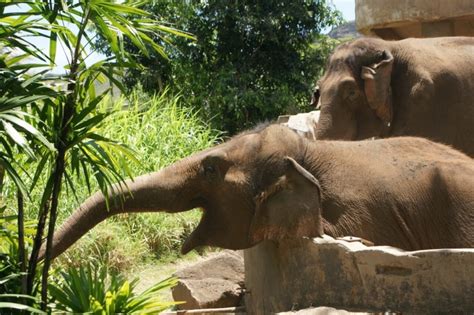 Asian Elephant Honolulu Zoo Society