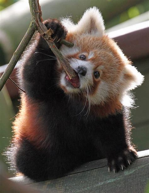 Roter Panda Baby Süßeste Haustiere Lustige Tierbabys Süße Tiere