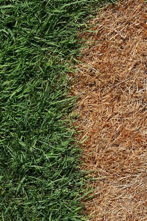 7 Steps To Fix An Over Fertilized Lawn — Residential Lawn Care Reno