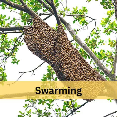 Honey Bee Swarming Mysteries Revealed Carolina Honeybees