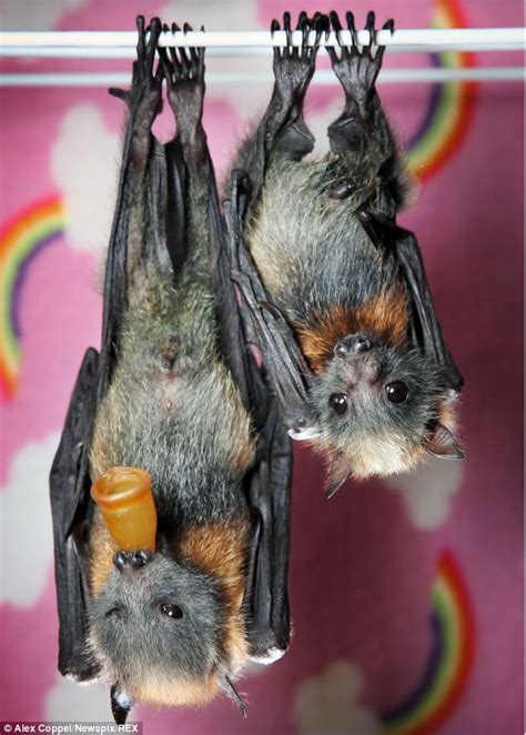 Orphaned Baby Flying Foxes Find A New Home With Their Own Blankets