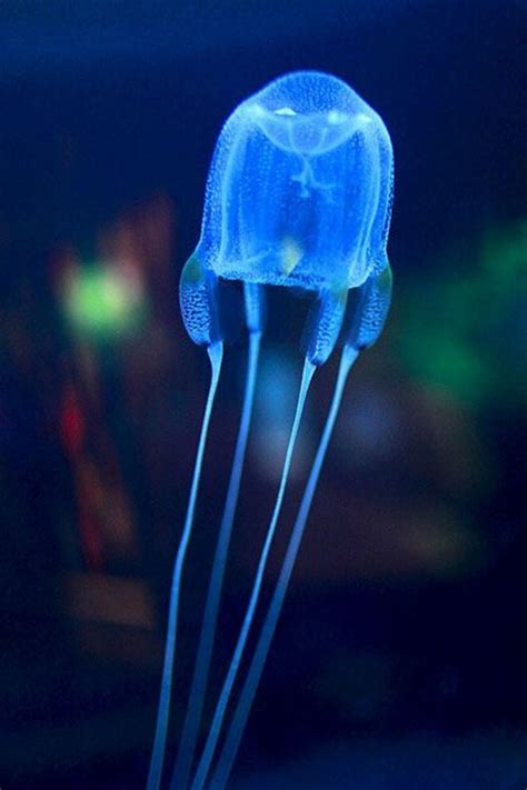 7 Deadliest Most Poisonous Jellyfish In The World Jellyfish Species