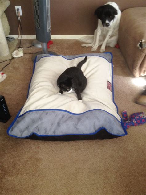 Cats Who Stole Dog Beds Bored Stupid