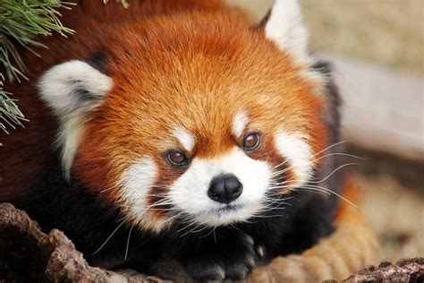 Red Panda Ifttt2fpwuzh Red Panda Cute Red Panda Scary Animals