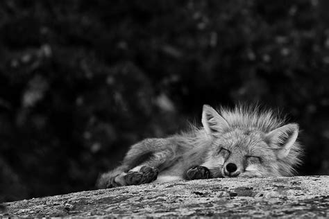 Sleeping Fox Black And White Edit Photograph By Maik Tondeur