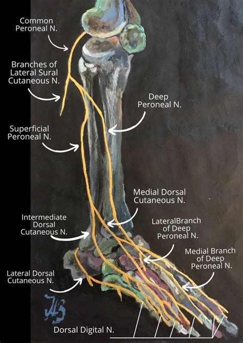 Superficial Peroneal Nerve Netter