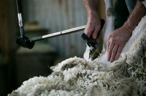 Robots In Shearing Sheds The Future Of The Wool Industry