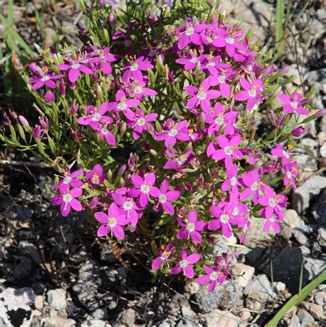 The Mountain Pinks That Nearly Got Us Killed! - GJM Nature Media