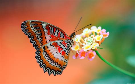 Butterfly Buetiful Hd Wallpapers And Pictures High Quality All Hd