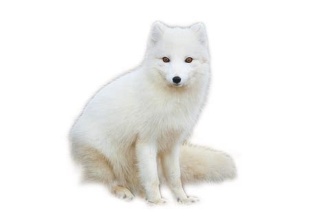 Arctic Fox Png Transparent Images Png All