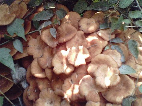 Cluster Of Mushrooms Growing At Base Of Dead Oak Edible