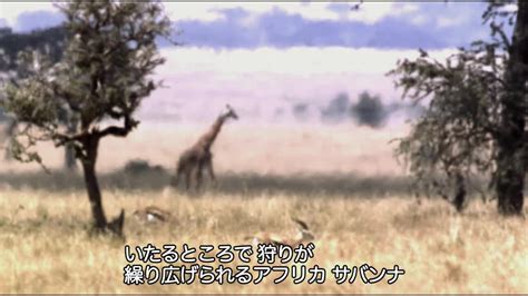 百獣の王 ライオンに立ち向かうアフリカ水牛【ナショジオ】 ナショナル ジオグラフィック Yahoo Japan