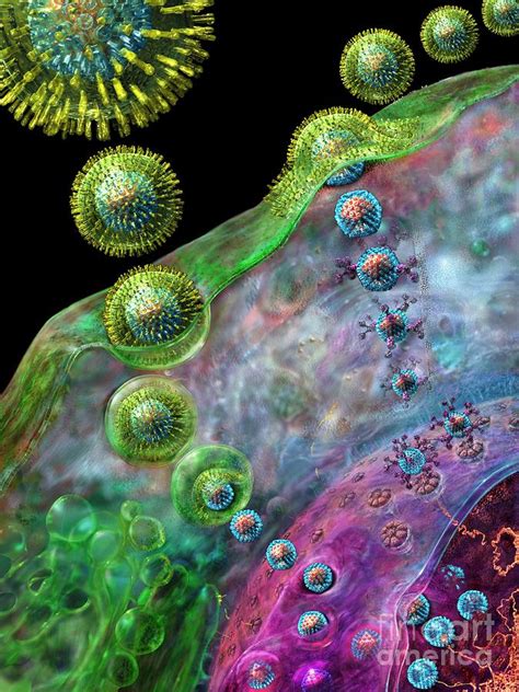 Herpes Virus Replication Digital Art By Russell Kightley Pixels