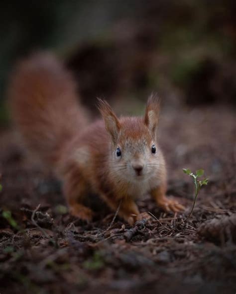 How A Wildlife Photographer Rescued Four Baby Red Squirrels