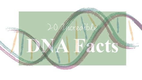 20 Incredible Dna Facts The 20th One Is Actually Shocking