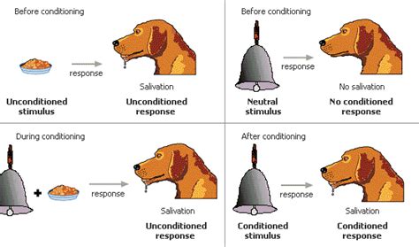 Pavlovs Dogs Top 5 Famous Experiments In Psychology