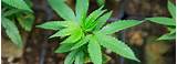 Growing Marijuana In California Pictures