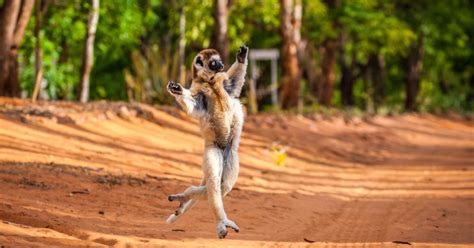 This Leaping Lemur Likes To Move It Move It Huffpost Uk Comedy